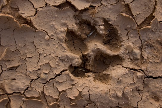 A dried impression of a wolf's paw