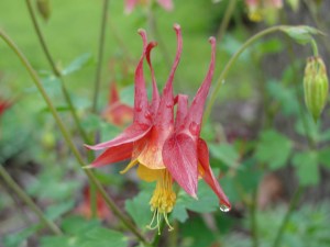 Red and Yellow Columbine taken in Spring Missouri USA