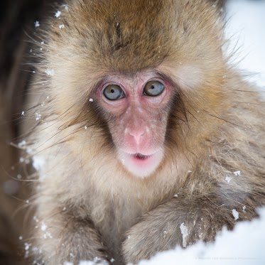 Snow Monkey by Robert van Koesveld Snow Monkey