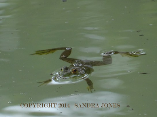 Pond Frog