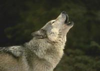 Howling Wolf
