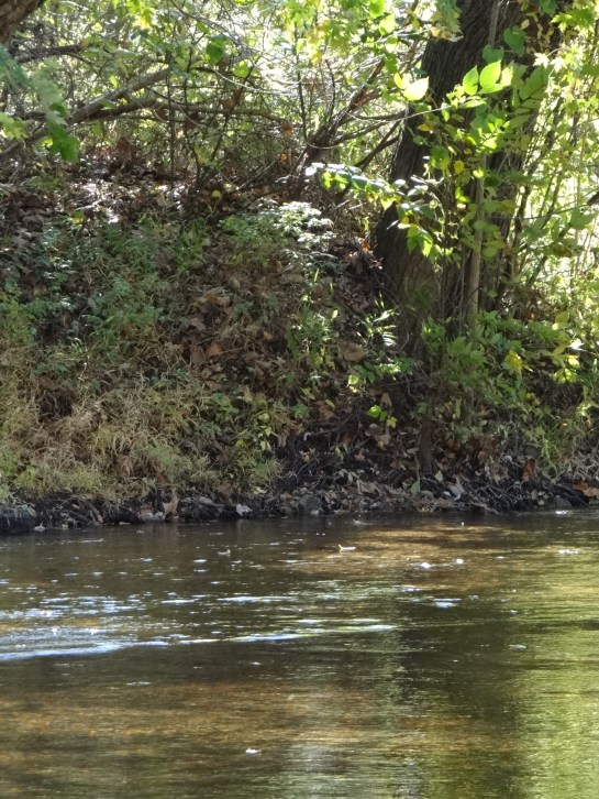 River in Leasburg, Missouri