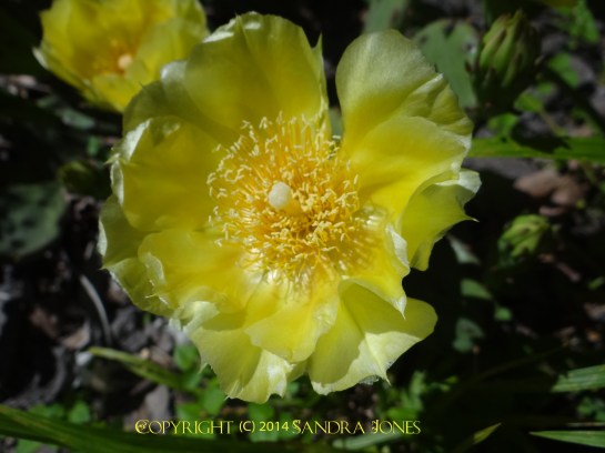 Prickly Pear