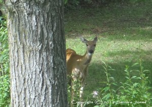 Mama Deer