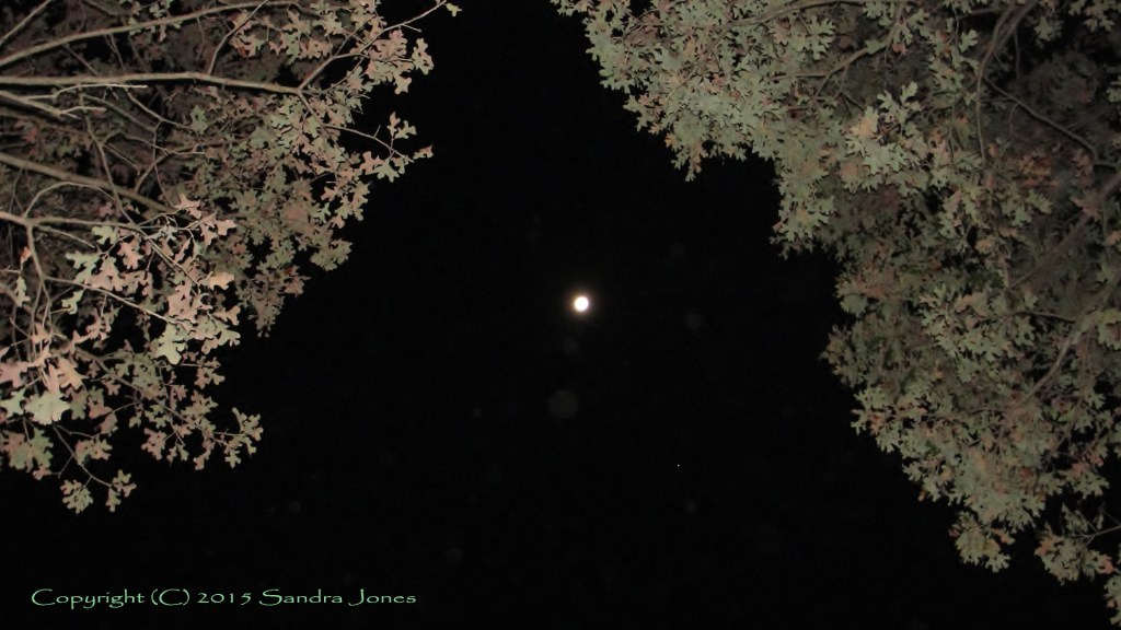 The Wolf's Moon 2012