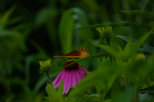 20140629-IMG_0139-Edit