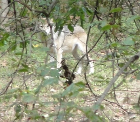 Wolf Sanctuary Eureka, MO